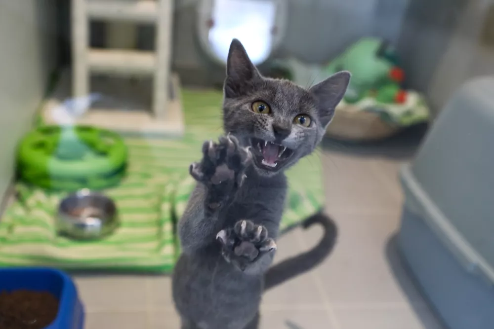 15.07.2025 - Zavetišče za zapuščene živali Ljubljana, GmajniceFoto: Luka Cjuha