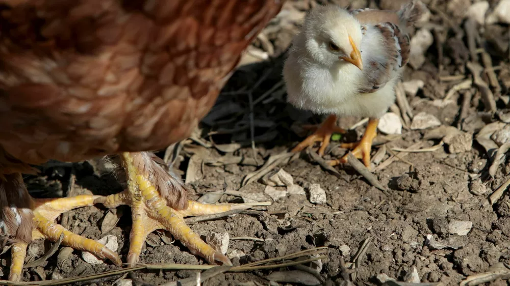 piščanec in kokoš