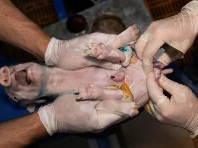 Kastriranje pujskov na živo: zaščitniki živali trkajo na vest državnih svetnikov