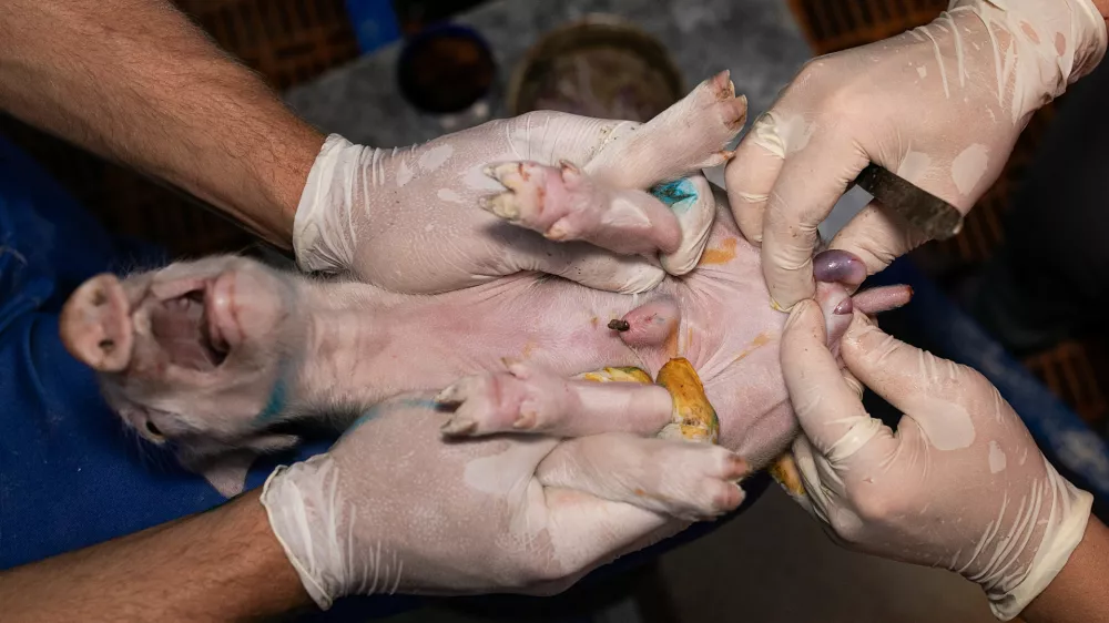 Kastriranje pujskov na živo: zaščitniki živali trkajo na vest državnih svetnikov