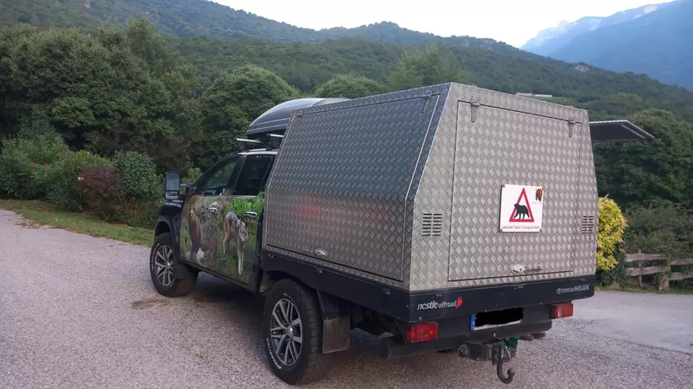 Germany, Bad Rippoldsau-Schapbach (Baden-Württemberg) - July 20, 2025.Bear Gaia - also known as JJ4 - transported from the Casteller Wildlife Center in the Italian province of Trentino to the Alternative Park for Bears and Wolves'' in the Black Forest, where her mother Jurka and her sister DJ3 already live..JJ4 attacked and killed a hiker in the autonomous northern province of Trento (Trentino Alto Adige) in Italy.Archive photo,Image: 1023841965, License: Rights-managed, Restrictions: * France, Germany and Italy Rights Out *, Model Release: no