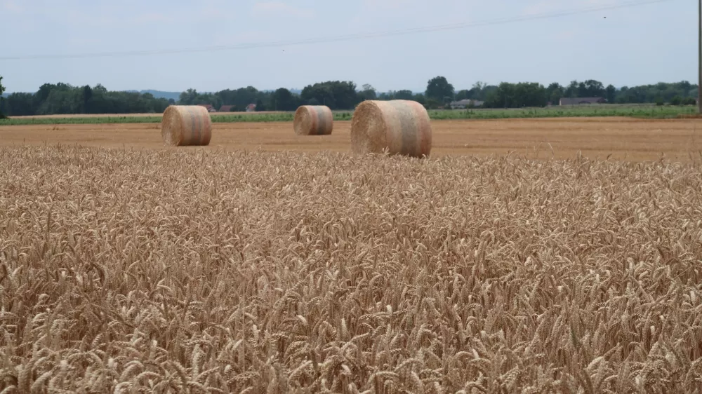 kmetijstvo, polje, pšenica. Foto: Tatjana Pihlar 