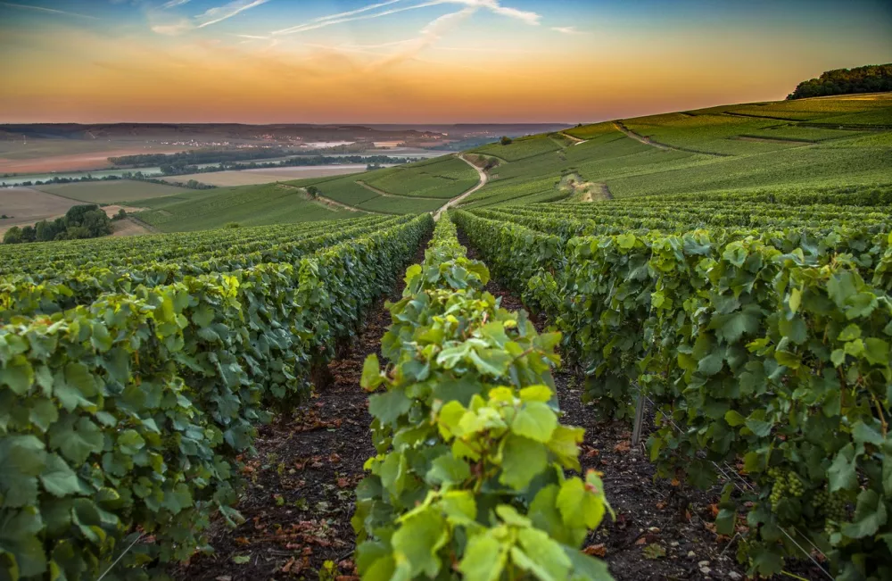 ﻿Champagne region in France. A beautiful view during the sunrise.