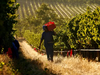 FILE PHOTO: Workers harvest grapes at the La Motte wine farm in Franschhoek near Cape Town, South Africa in this picture taken January 29, 2016. REUTERS/Mike Hutchings/File Photo