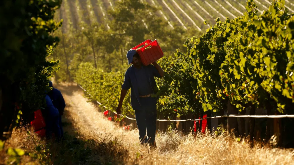 FILE PHOTO: Workers harvest grapes at the La Motte wine farm in Franschhoek near Cape Town, South Africa in this picture taken January 29, 2016. REUTERS/Mike Hutchings/File Photo
