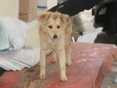 zivali zavetisce zascita