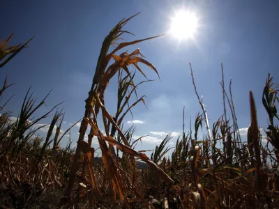 posušena koruza - koruzno polje - kmetijsko zemljišče - Vipavska dolina 2012 - suša      //FOTO: Jaka Gasar