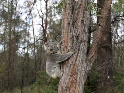 ﻿FILE PHOTO: A rescued koala named Ernie climbs up a tree as he is released back into his natural habitat, following medical treatment for chlamydia, where he had to have one of his eyes removed, in Grose Vale, Sydney, Australia, July 25, 2020. REUTERS/Loren Elliott   SEARCH "KOALAS ELLIOTT" FOR THIS STORY. SEARCH "WIDER IMAGE" FOR ALL STORIES/File Photo