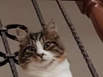 K9 iskanje pogrešanih - Slovenija 