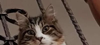 K9 iskanje pogrešanih - Slovenija 