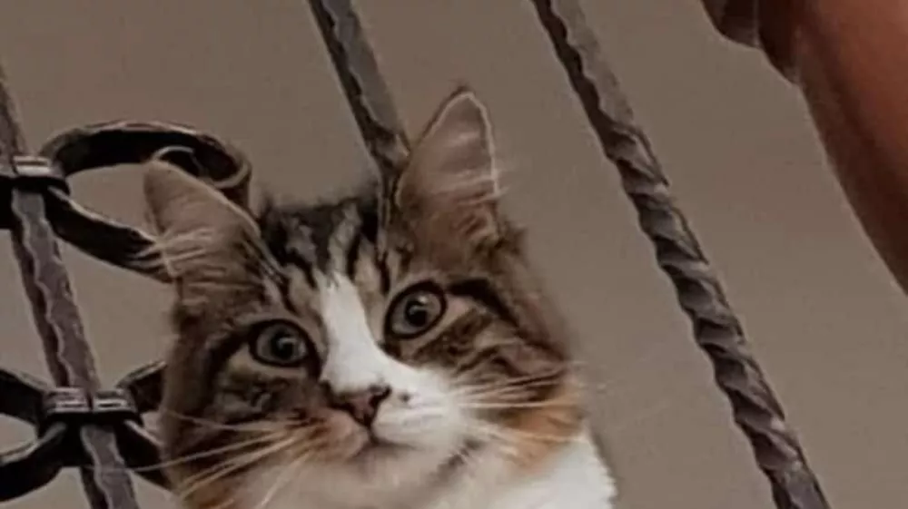 K9 iskanje pogrešanih - Slovenija 