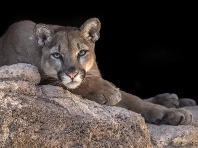 ﻿Mountain Lion posing in his den.