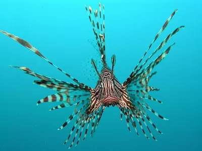 Velika plamenka ali navadna plamenka (znanstveno ime Pterois volitans) je strupena riba iz družine bodik (Scorpaenidae). Prebiva v Indijskem in Pacifiškem oceanu, v zadnjem času pa tudi ob vzhodni obali ZDA. Je priljubljena akvarijska riba.