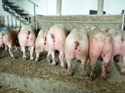 kmetijstvo, prašiči, hlev: Fto: Luka Cjuha