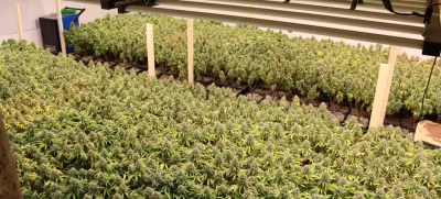 Konoplja, marihuana, zaseg konoplje, prostor za gojenje.15. 4. 2025PU Novo mesto