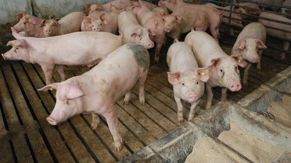 Ekipa zvedavih in prijaznih prašičkov s kmetije 