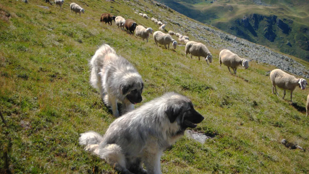 Šarplaninca. Fotografija je simbolična. 