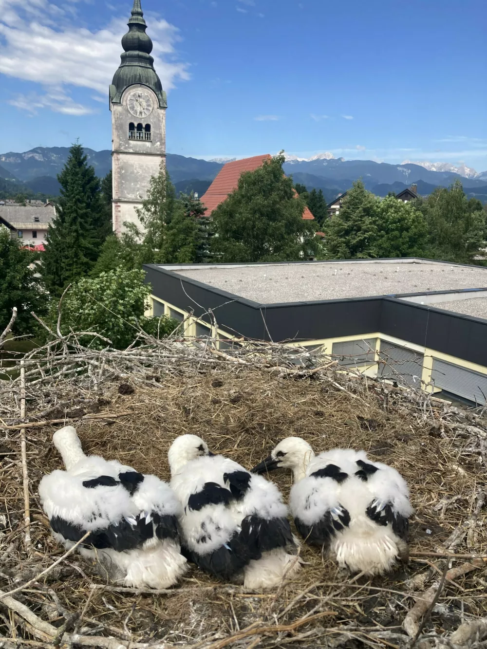 štorklje gnezdo Lesce