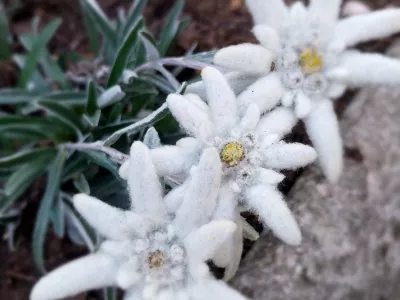 Planike in tudi druge gorske rastline so posamezniki v šopih prodajali na tržnicah. F Vesna Levičnik