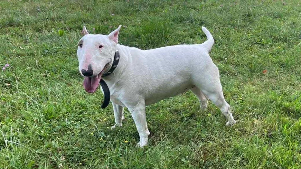 Zavetišče za živali Maribor, psička Madona. Foto: Ani-Ma – Animals Matter 