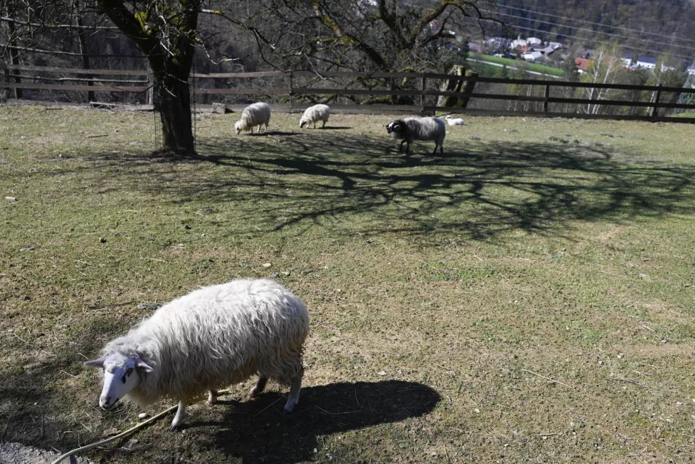 turistična kmetija Pri Lazarju - ovce - 06.04.2023 - Odbor Planinske zveze Slovenije za planinstvo invalidov (Odbor inPlaninec) – predstavitev akcije Gibalno ovirani gore osvajajo GOGO 2023 – novinarska konferenca na turistični kmetiji Pri Lazarju//FOTO: Nik Erik Neubauer