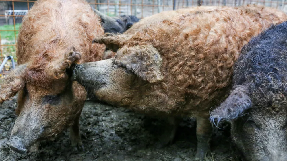 ﻿02.11.2016. ČrničeReportaža o Vipavski doliniTuristična kmetija CigojPrašiči sorta mangolica//foto: Bojan VelikonjaOPOMBA: ZA OBJAVO V OBJEKTIVU!! / Foto: Bojan Velikonja
