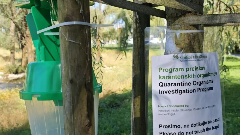 Ugotavljanje prisotnosti japonskega hrošča