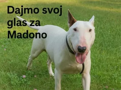 Maribor, psi, napad na človeka, Madona. Foto: AniMa - Animals Matter 
