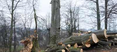 - 27.02.2024 – Krajinski park Tivoli – sečnja oslabljenih in bolnih dreves na območju Podrožniške poti v Krajinskem parku Tivoli, Rožnik in Šišenski hrib //FOTO: Nik Erik Neubauer