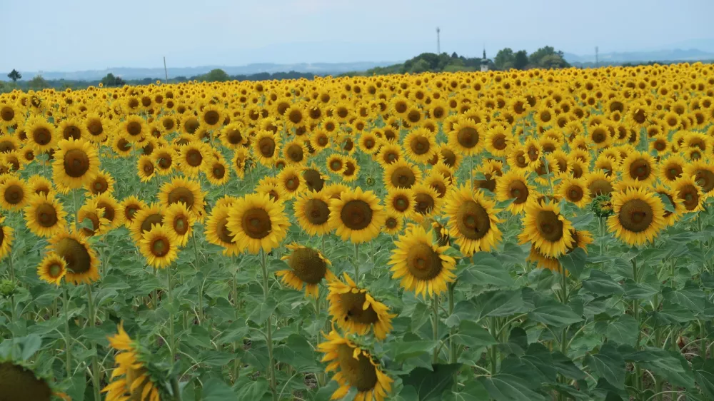 Prekmurje, polje, njiva, sončnica. Foto: Tatjana Pihlar 