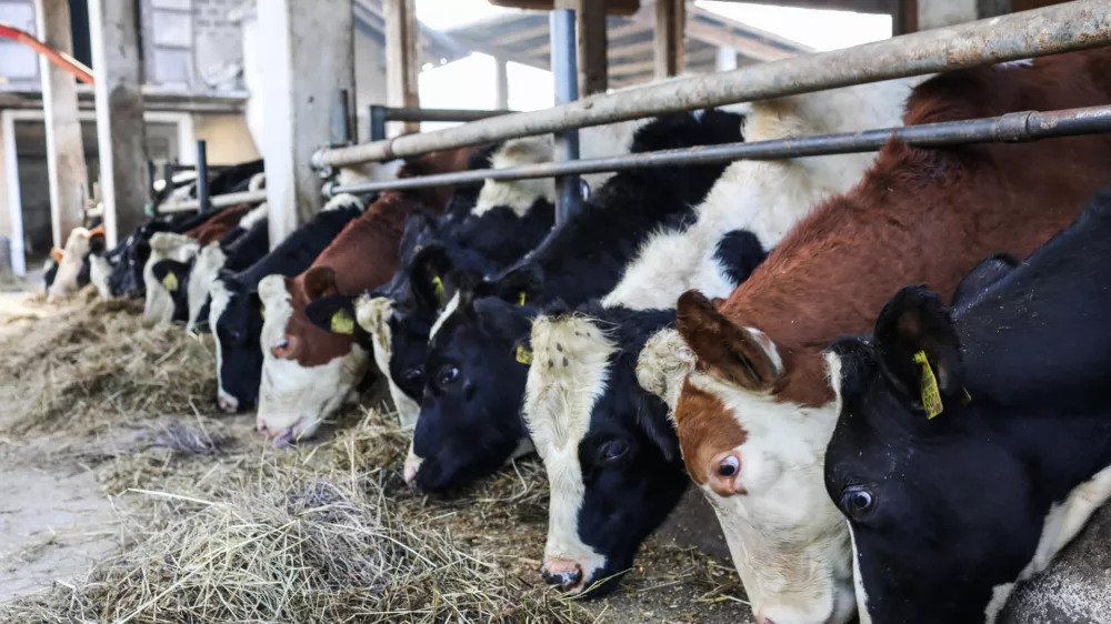 - 17.10.2022 – Kmetija Sajevic, govedoreja,Luže 21, Visoko pri Kranju //FOTO: Bojan Velikonja