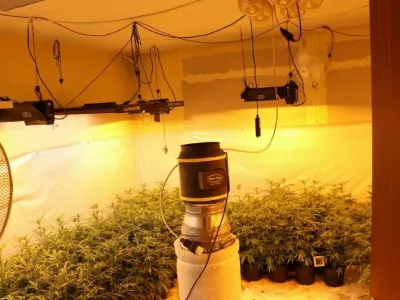 Doma prirejen prostor za gojenje konoplje. 