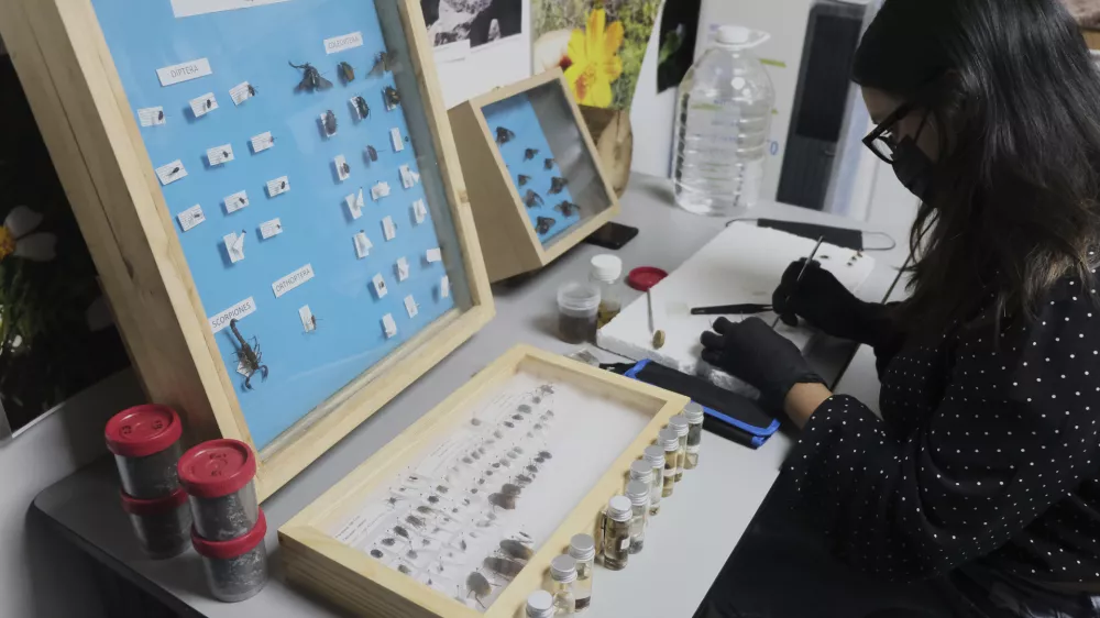 A specialist examines crawling creatures collected from clandestine graves as part of a research project to help locate missing people, in Guadalajara, Mexico, Friday, July 11, 2025. (AP Photo/Alejandra Leyva)