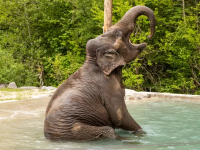 Ganga v ZOO Ljubljana