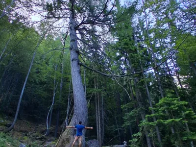 Najdebelejši macesen pod Krofičko / Foto: Katja Petrovec 