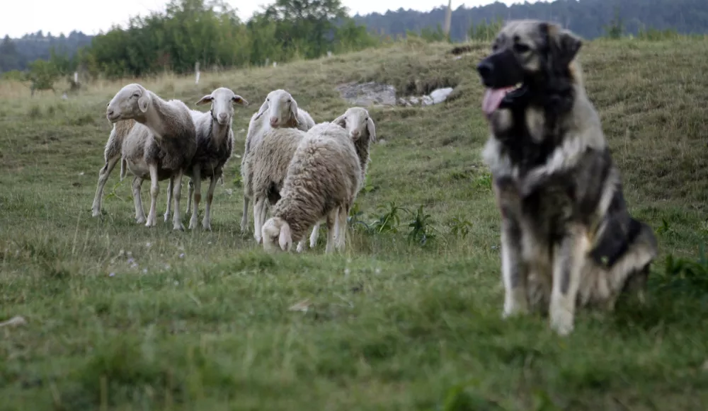 pastirski pes pasme Kraški ovčar (Kraševc) - čuvaj črede -- ovčjereja in kozjereja - ovce - koze - //FOTO: Bojan Velikonja / Foto: Bojan Velikonja