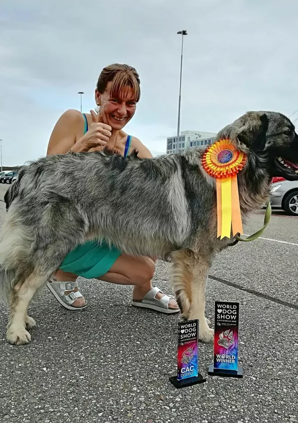 Kraški ovčar Primus šampion v Amsterdamu / Foto: Arhiv Družine Lisjak 