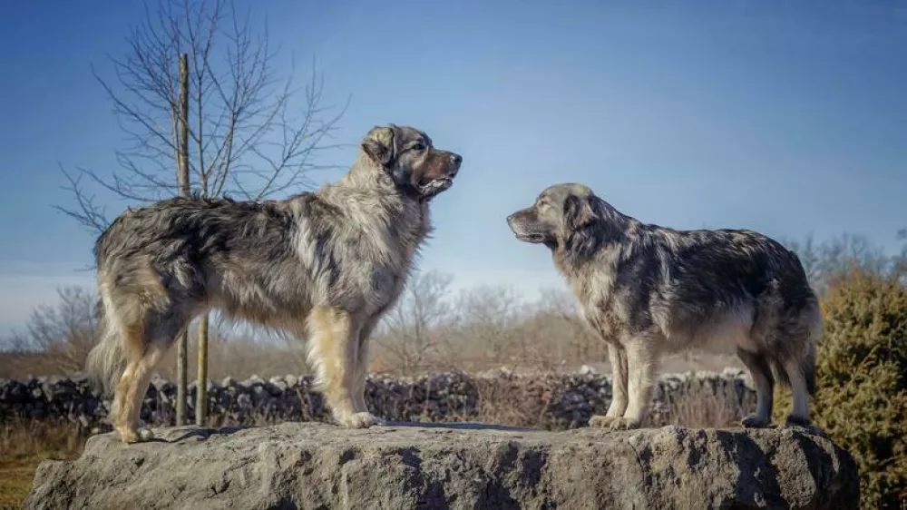 kraški ovčar psarna Miliruj Dutovlje, Davorin in Damjana Lisjak. Foto: Davorin Lisjak / Foto: Davorin Lisjak 