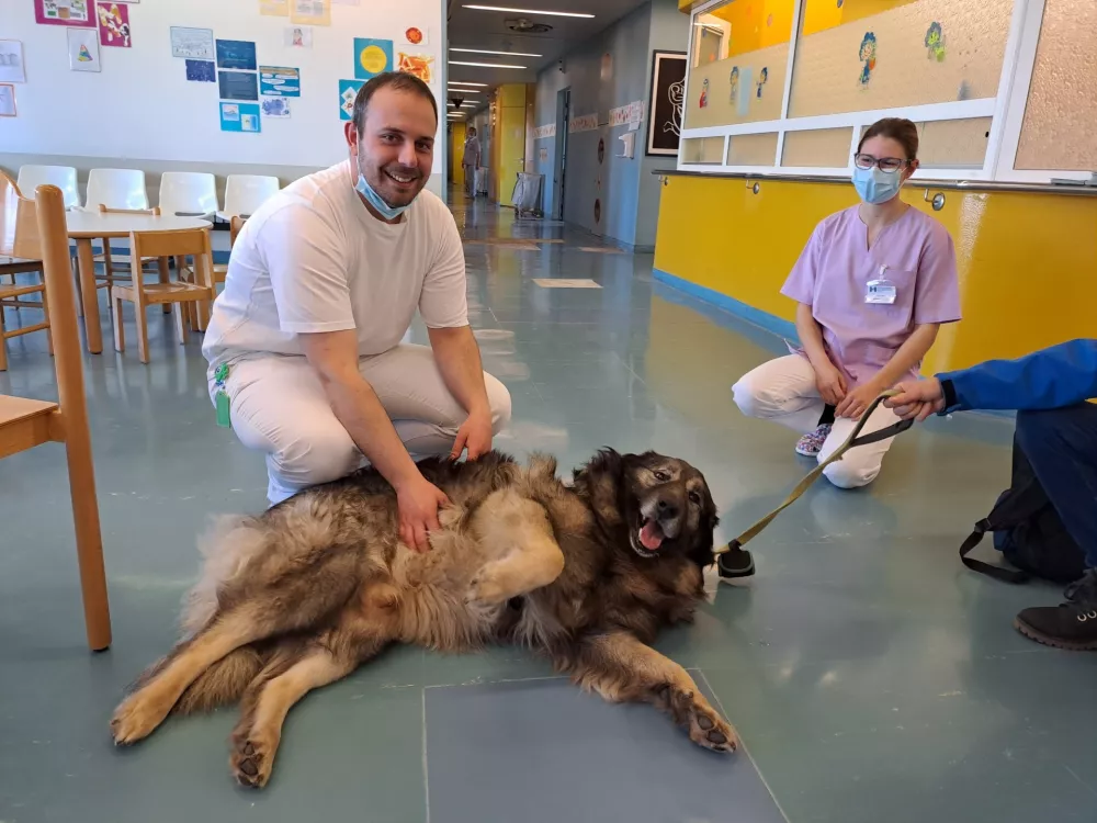 kraški ovčar pediatrični oddelek Splošne bolnišnice Franca Derganca Šempeter pri Gorici / Foto: Arhiv Splošne Bolnišnice Franca Derganca Šempeter