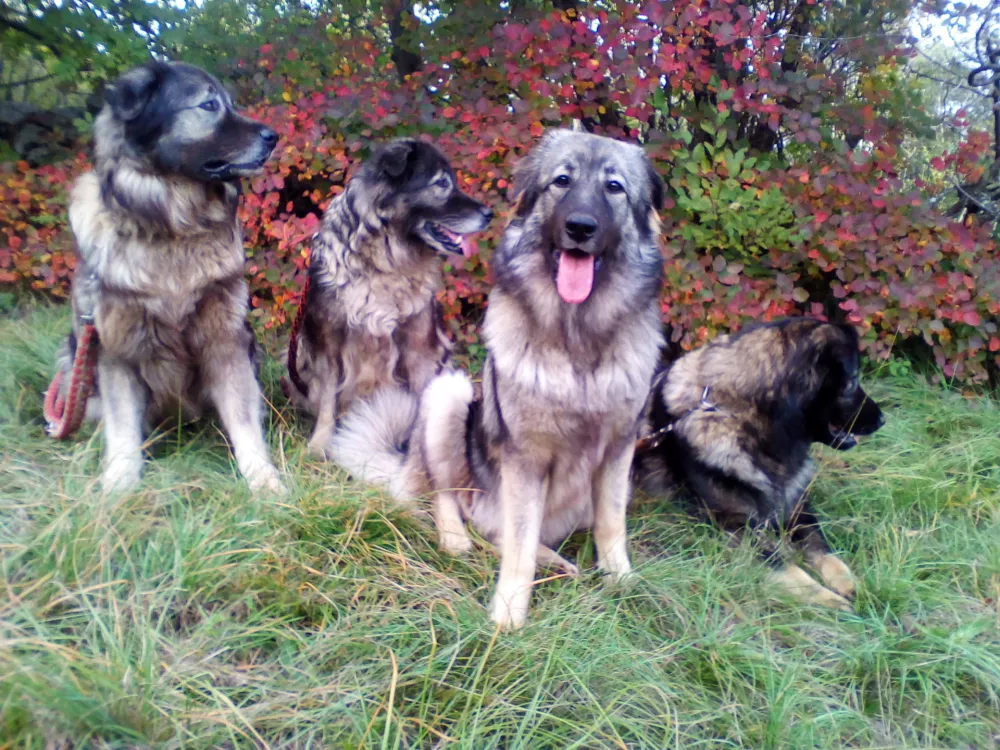 kraški ovčar, psarna Miliruj Dutovlje, Damijana in Davorin Lisjak / Foto: Arhiv Družine Lisjak 