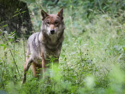 FILED - 12 July 2023, Schleswig-Holstein, Eekholt: An adult female wolf stands in her enclosure at the zoo. Photo: Christian Charisius/dpa