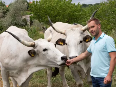 Martin Perič: Cena boškarina je vsaj trideset odstotkov višja od cene navadne govedine. F Jaka Jeraša