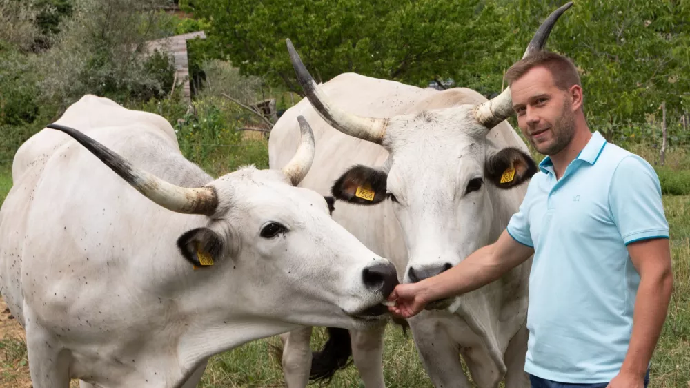 Martin Perič: Cena boškarina je vsaj trideset odstotkov višja od cene navadne govedine. F Jaka Jeraša