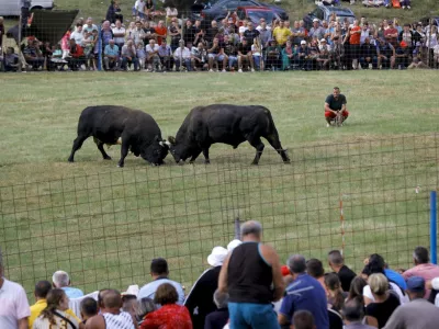 SARAJEVO, BOSNIA AND HERZEGOVINA - JULY 30: Bulls fight as people watch them in the village of Cevljanovici near Sarajevo, Bosnia and Herzegovina on July 30, 2023. Bullfights, known to be one of the most popular events in the Western Balkan region with a history of 70 years, were reorganized after a break of 3 years with the participation of thousands of people. Samir Jordamovic / Anadolu Agency/ABACAPRESS.COM,Image: 793256835, License: Rights-managed, Restrictions:, Model Release: no