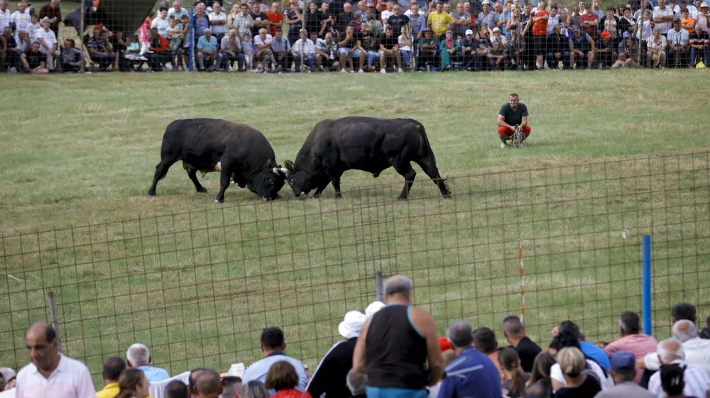 SARAJEVO, BOSNIA AND HERZEGOVINA - JULY 30: Bulls fight as people watch them in the village of Cevljanovici near Sarajevo, Bosnia and Herzegovina on July 30, 2023. Bullfights, known to be one of the most popular events in the Western Balkan region with a history of 70 years, were reorganized after a break of 3 years with the participation of thousands of people. Samir Jordamovic / Anadolu Agency/ABACAPRESS.COM,Image: 793256835, License: Rights-managed, Restrictions:, Model Release: no