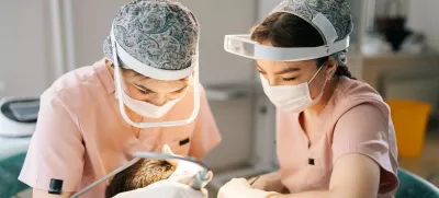 Presaditev las. Simbolična fotografija: Profimedia