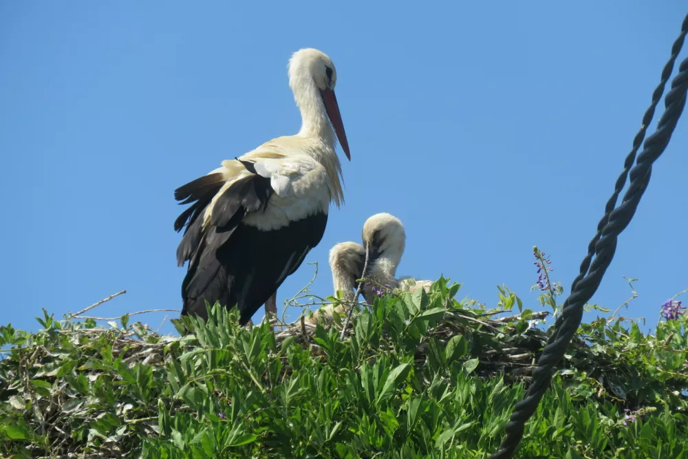 štorklje gnezdo / Foto: Zarja Platovšek
