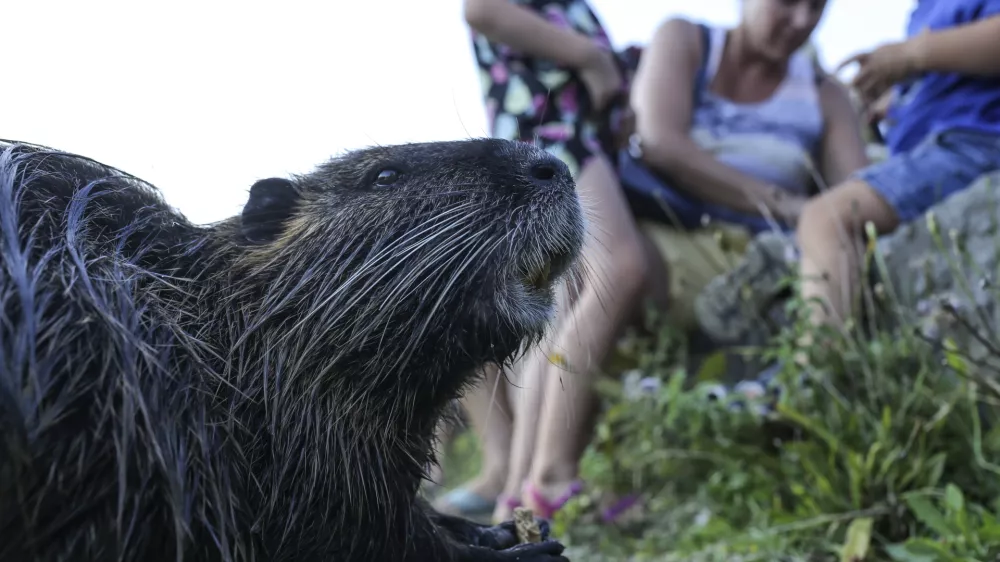 Nutrije se vračajo, a ne v Ljubljano, kjer jih je mogoče videti le še redkokdaj