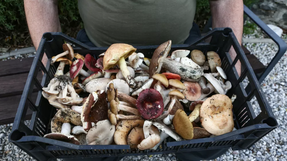 ﻿- 17.10.2019 – Gobarjenje in gobe v naravi - goba - nabiranje gob - -  //FOTO: Luka Cjuha.