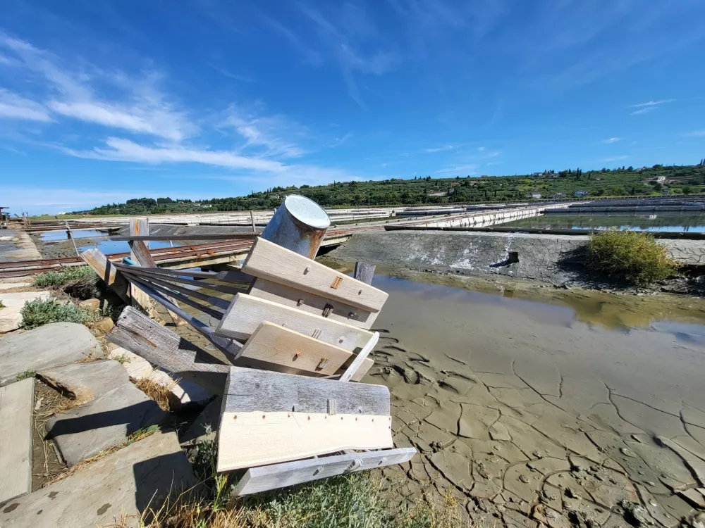 Sečovlje soline, dr. Maja Bjelica / Foto: Katja Gleščič 